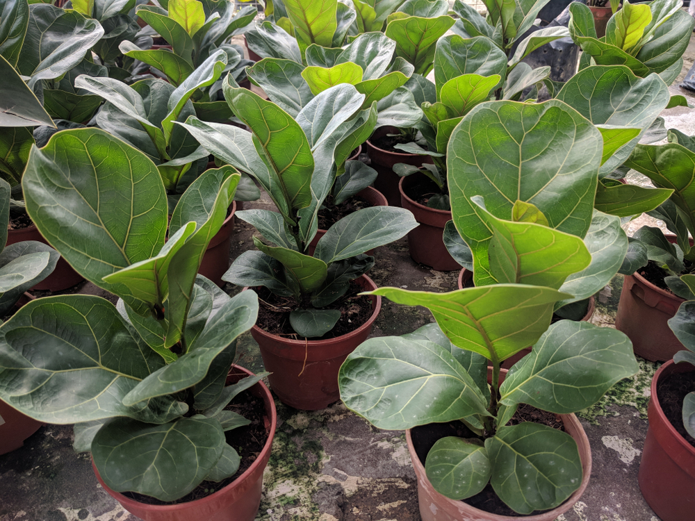 Smochinul-lira- Ficus Lyrata