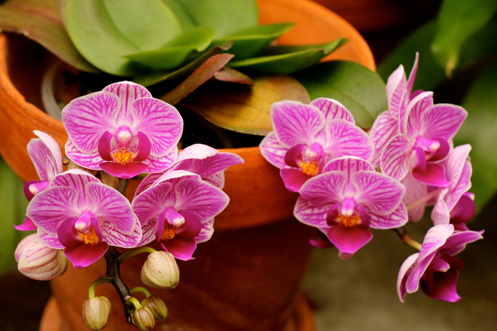Orhideea fluture - Phalaenopsis-Cultivars